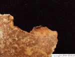 L_V20d5044 A16.96 R827 lR ta close up of parietal with possible burning.JPG L_V20d5044 A16.96 R827 lR ta close up of parietal with possible burning